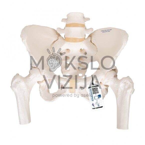 Moters dubens skeleto modelis, su kilnojamosiomis šlaunikaulio galvutėmis