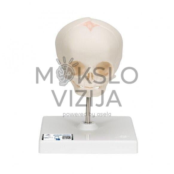 Natūralus vaisiaus kaukolės modelis, 30-oji nėštumo savaitė, su stovu