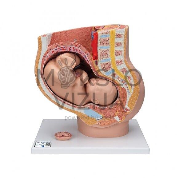 Nėštumo dubens modelis su išimamu vaisiumi (40 savaičių), 3 dalys