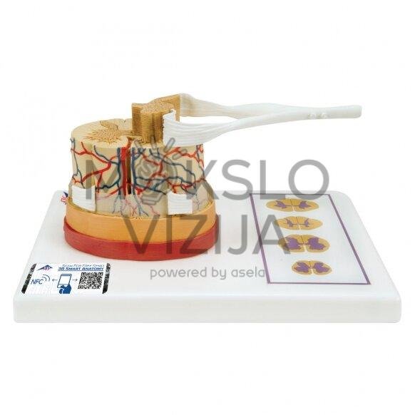 Nugaros smegenų modelis, padidintas 5 kartus