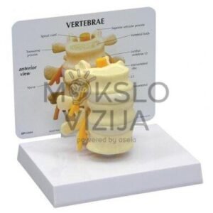 Pagrindinis slankstelių modelis