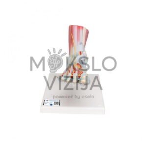 Pėdų kaulų modelis su raiščiais ir raumenimis