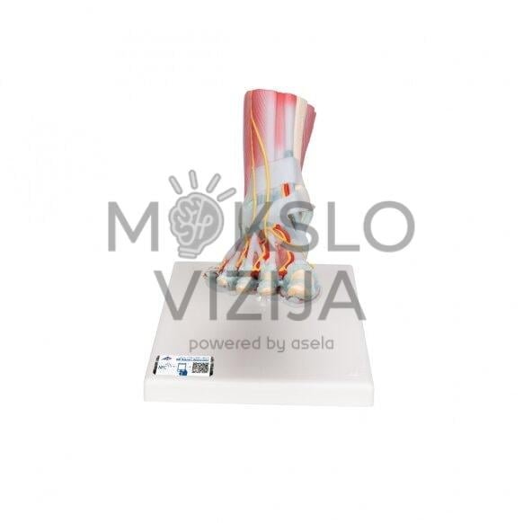 Pėdų kaulų modelis su raiščiais ir raumenimis