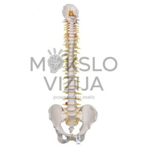 Prabangus žmogaus stuburo modelis su kryžkauliu
