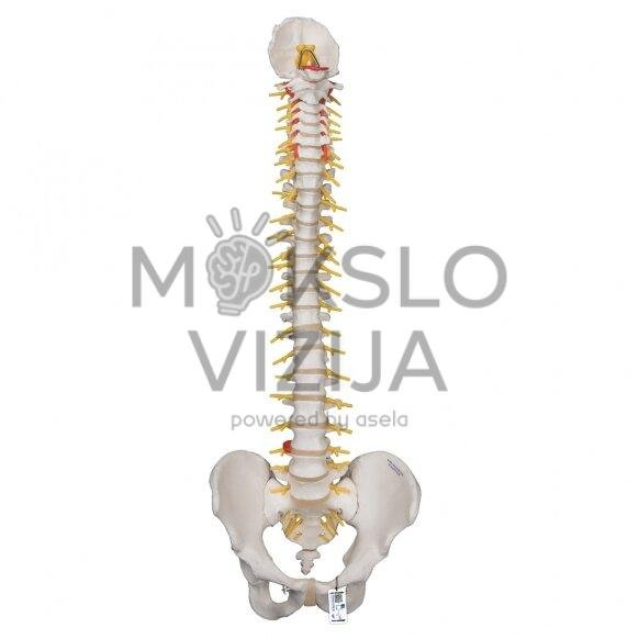 Prabangus žmogaus stuburo modelis su kryžkauliu