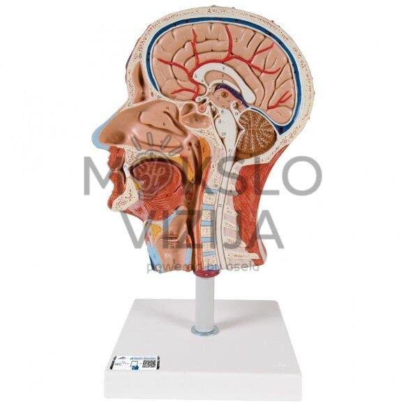 Žmogaus pusės galvos modelis su kaklu