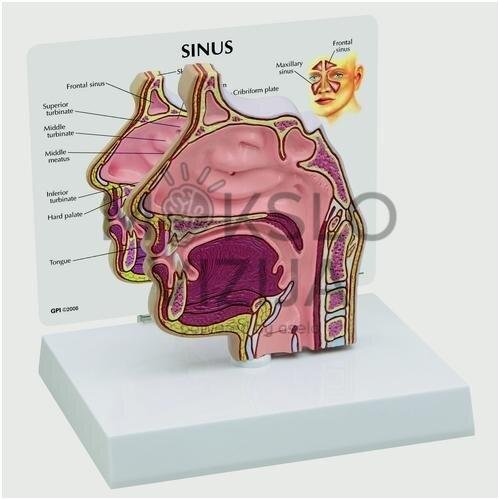 Sinuso skerspjūvio modelis