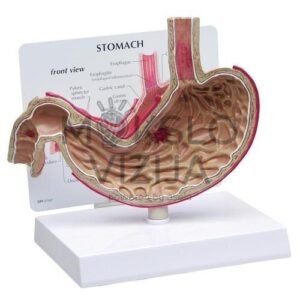 Skrandžio su opomis modelis