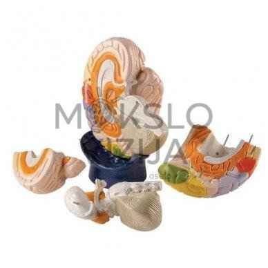 Smegenų dalių modelis, 4 dalys