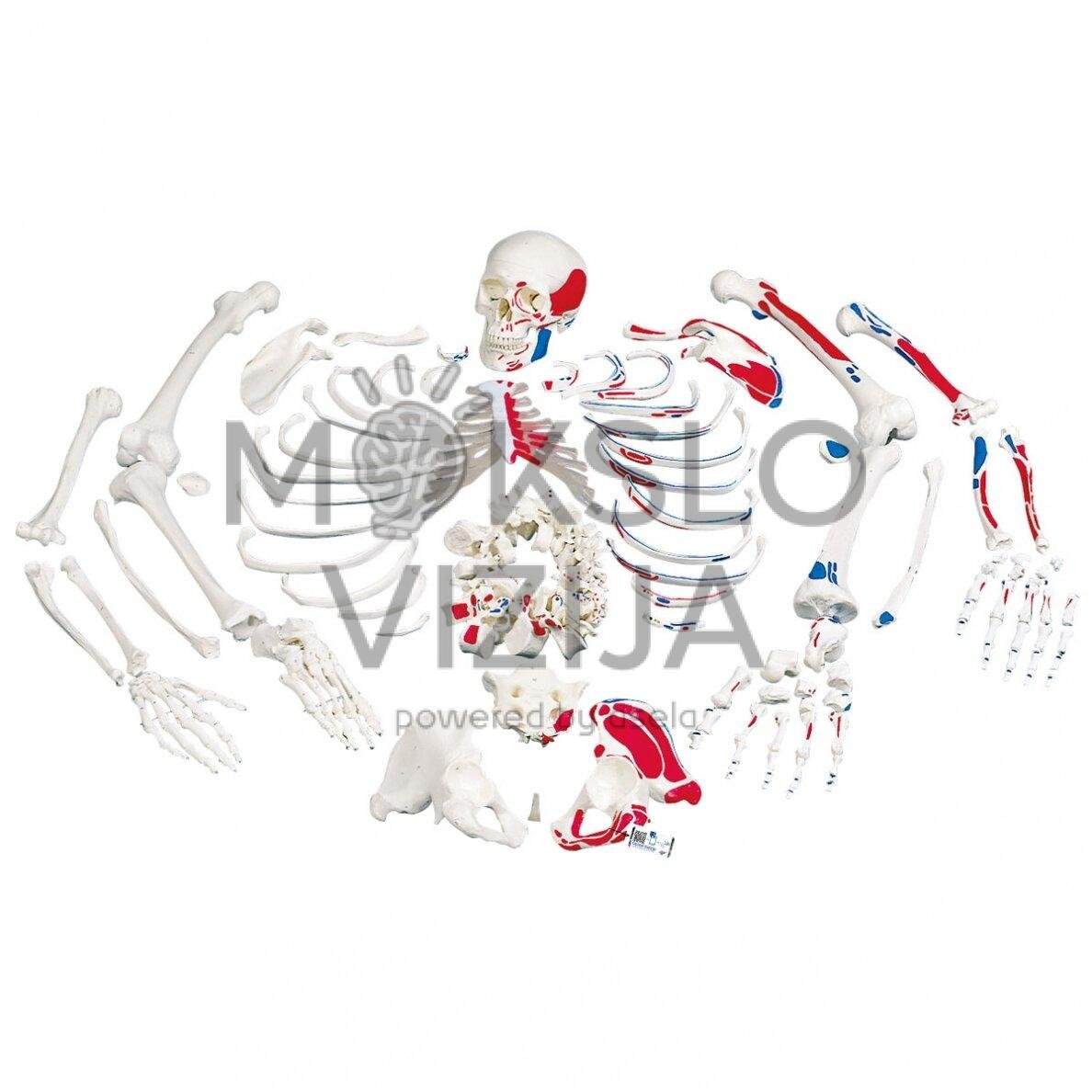 Spalvotas išardyto žmogaus skeleto modelis su raumenų žymėjimu, su 3 dalių kaukole