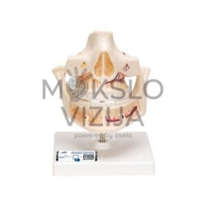 Suaugusiojo žmogaus dantų modelis su nervais ir šaknimis