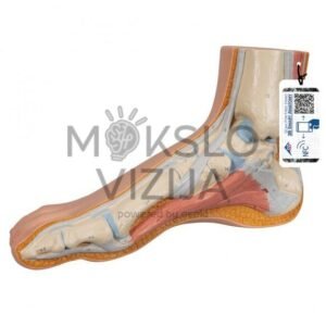 Sveikos pėdos modelis