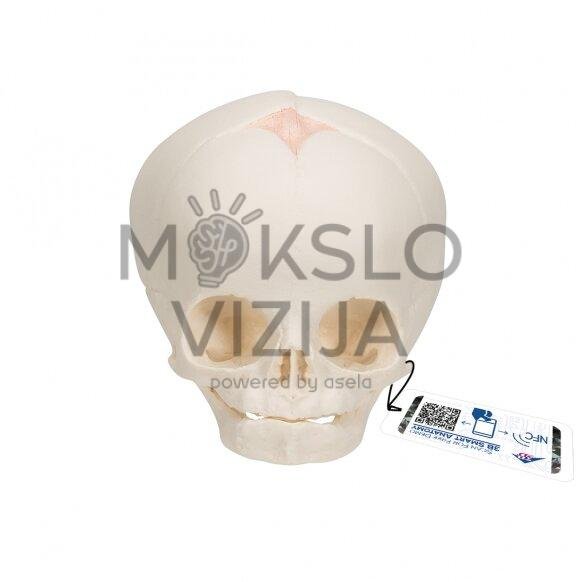 Vaisiaus kaukolės modelis, realaus dydžio, 30-oji nėštumo savaitė