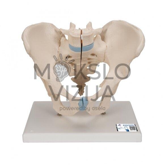 Vyriškas dubens kaulų modelis, 3 dalys