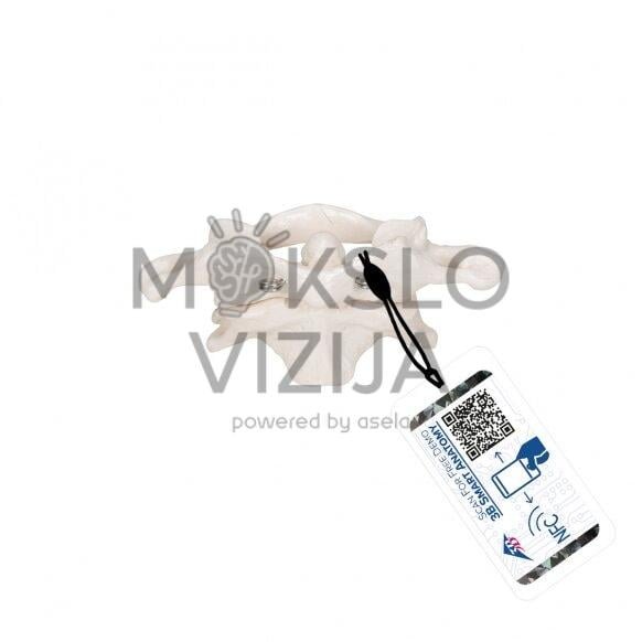 Žmogaus 1 ir 2 kaklo slankstelių modeliai, pritvirtinti prie vielos