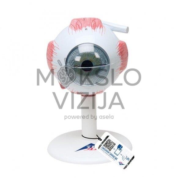 Žmogaus akies modelis, 6 dalys