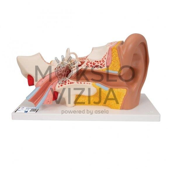Žmogaus ausies modelis 3x padidintas, 4 dalys