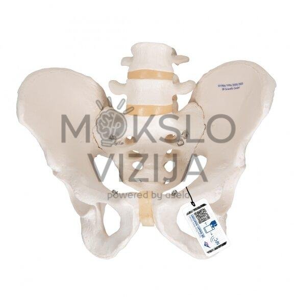 Vyro dubens skeleto modelis