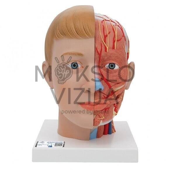 Žmogaus galvos modelis su kaklu, 4 dalys
