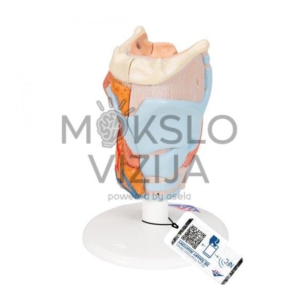 Žmogaus gerklų modelis, 2 dalys