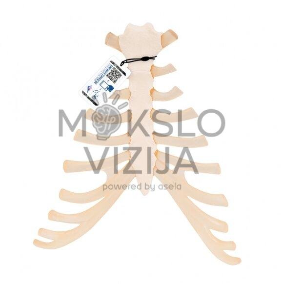 Žmogaus krutinkaulio modelis su šonkaulio kremzle