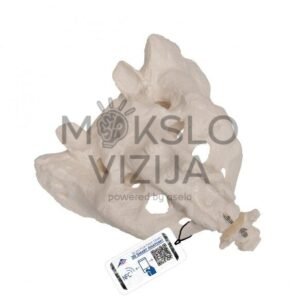 Žmogaus kryžkaulio ir uodegikaulio modelis