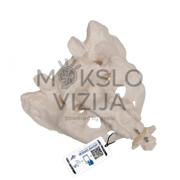 Žmogaus kryžkaulio ir uodegikaulio modelis