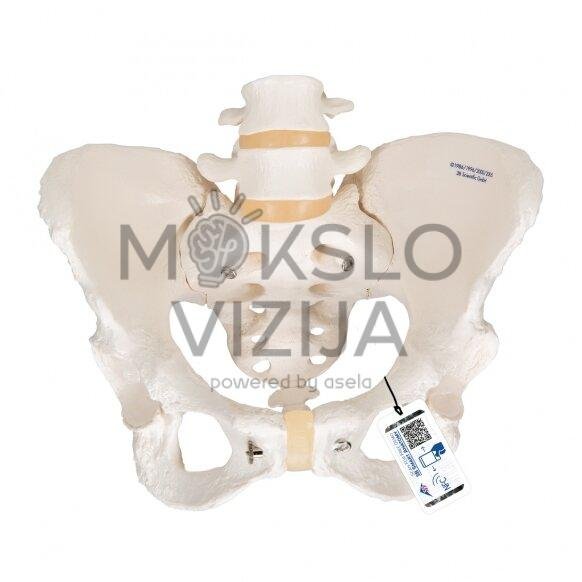 Moters dubens skeleto modelis