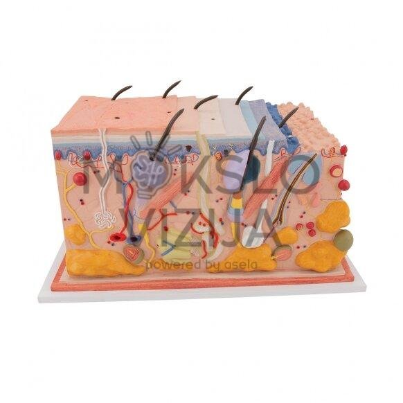 Žmogaus odos pjūvio modelis, 70 kartų padidintas