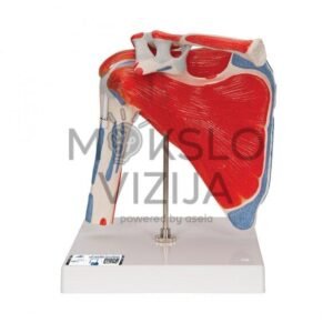 Žmogaus pečių sąnario modelis su žastikaulio galva ir 4 nuimamais raumenimis, 5 dalys