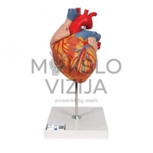 Žmogaus širdies modelis, 2 kartus padidintas, 4 dalys
