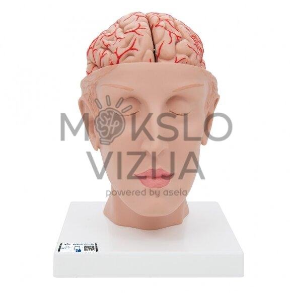 Žmogaus smegenų modelis su arterijomis, su galvos pagrindu, 8 dalys