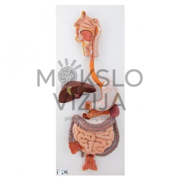 Žmogaus virškinimo sistemos modelis, 3 dalys