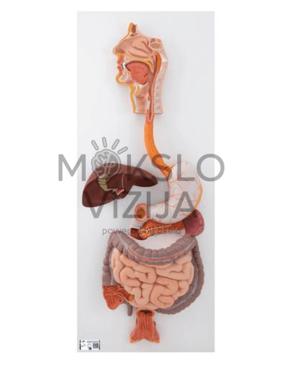 Žmogaus virškinimo sistemos modelis