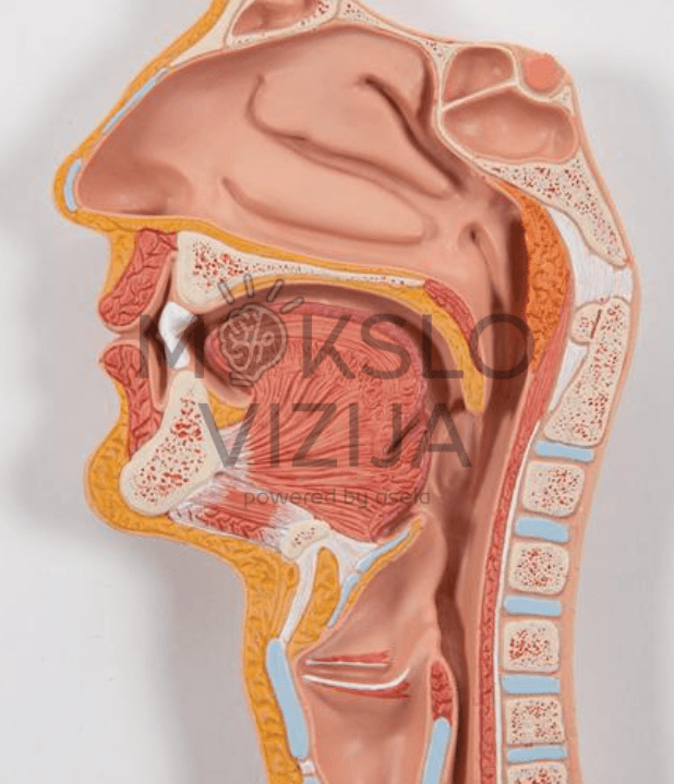 Žmogaus virškinimo sistemos modelis - Image 5