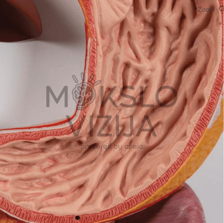 Žmogaus virškinimo sistemos modelis - Image 4