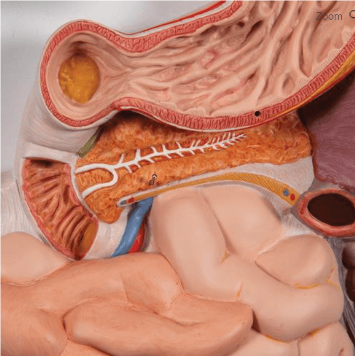Žmogaus virškinimo sistemos modelis - Image 3