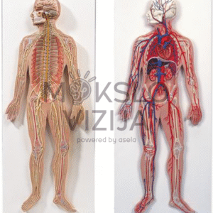 Anatominis modelių rinkinys: nervų ir kraujotakos sistemos
