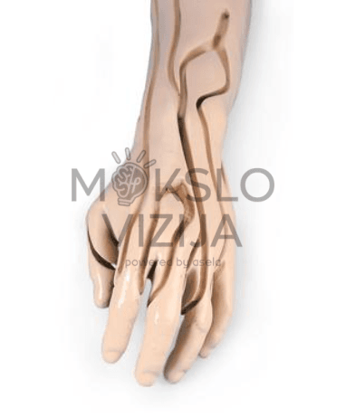 Realistiška venipunktūros ir injekcijų mokomoji ranka su matomomis venomis, skirta studentų praktiniams įgūdžiams lavinti.