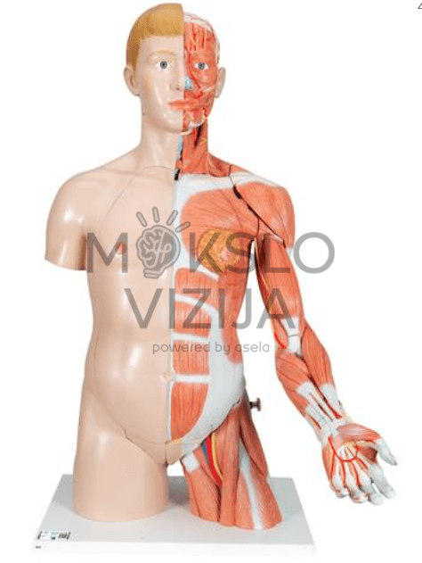 Natūralaus dydžio dvigubos lyties žmogaus liemens modelis