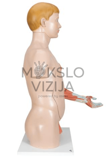 Natūralaus dydžio dvigubos lyties žmogaus liemens modelis - Image 2