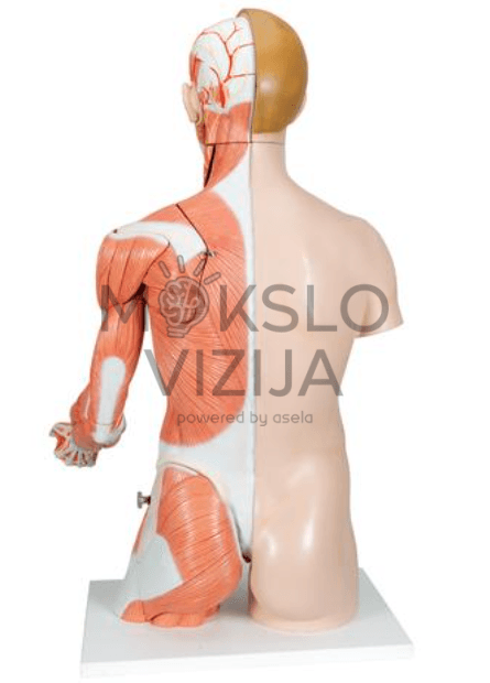 Natūralaus dydžio dvigubos lyties žmogaus liemens modelis - Image 3