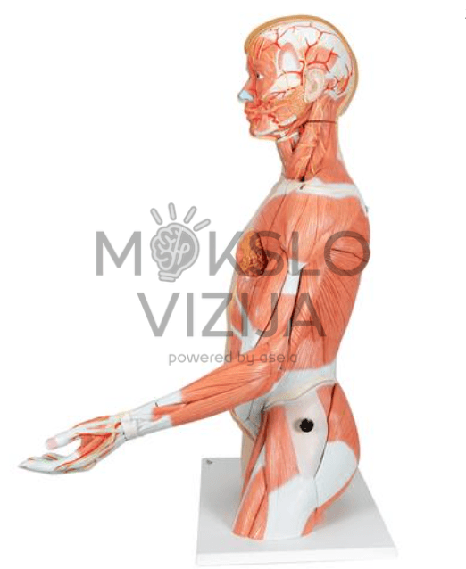 Natūralaus dydžio dvigubos lyties žmogaus liemens modelis - Image 4