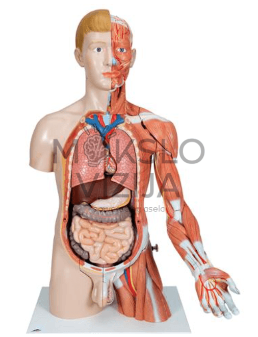 Dvigubos lyties anatomijos liemens modelis natūralaus dydžio