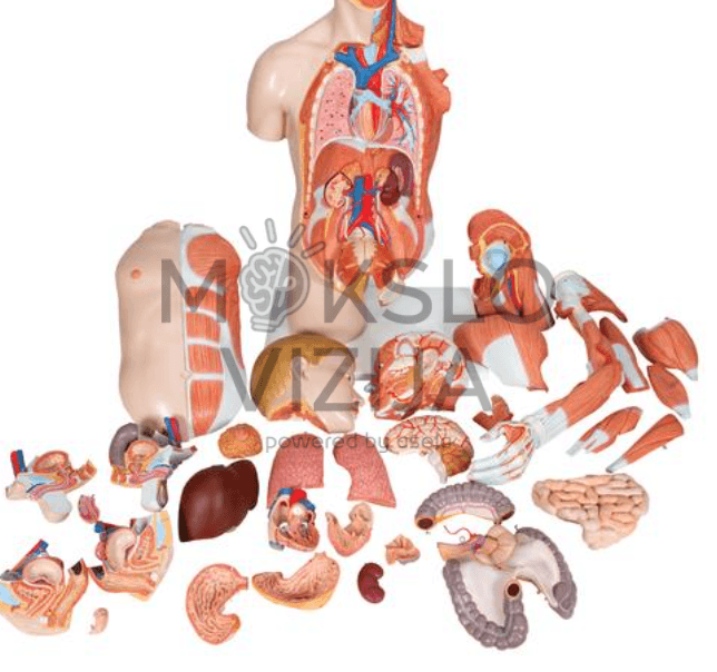 Anatominis liemens modelis dviguba lytis mokymui