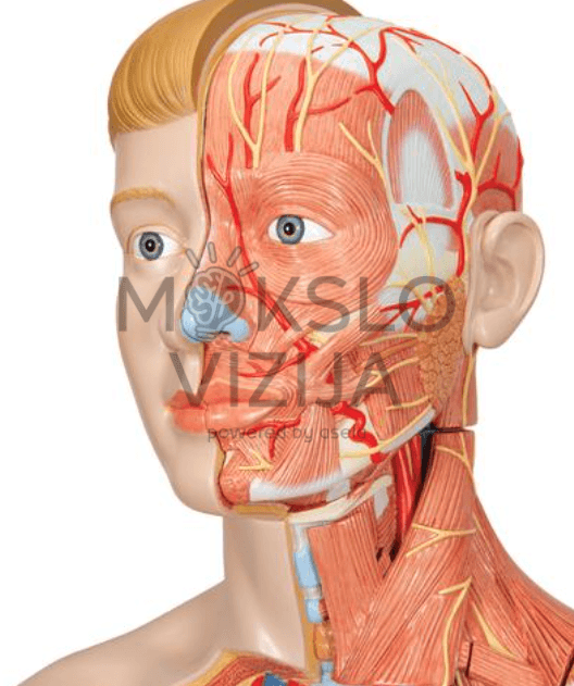 Mokymo anatomijos priemonė natūralus dvigubos lyties torso modelis