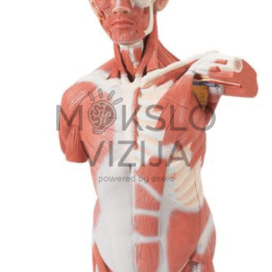 Natūralaus dydžio žmogaus raumenų torso modelis 27 dalys