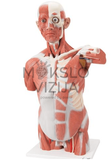Natūralaus dydžio žmogaus raumenų torso modelis 27 dalys
