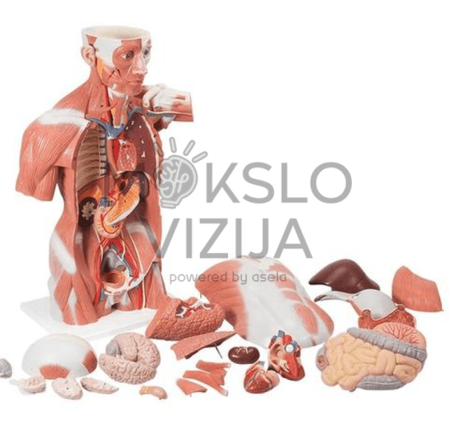 Natūralaus dydžio žmogaus raumenų torso modelis 27 dalys - Image 3