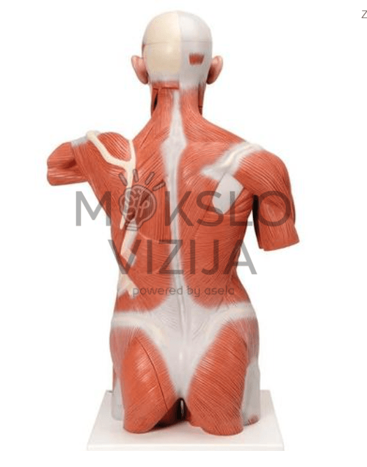 Natūralaus dydžio žmogaus raumenų torso modelis 27 dalys - Image 2